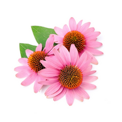 echinacea immune up