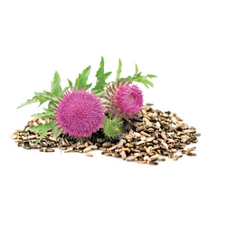 Milk Thistle Seed LiviCep