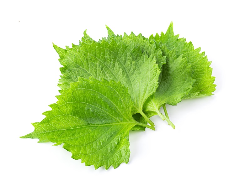 shiso leaf white background full depth field 1