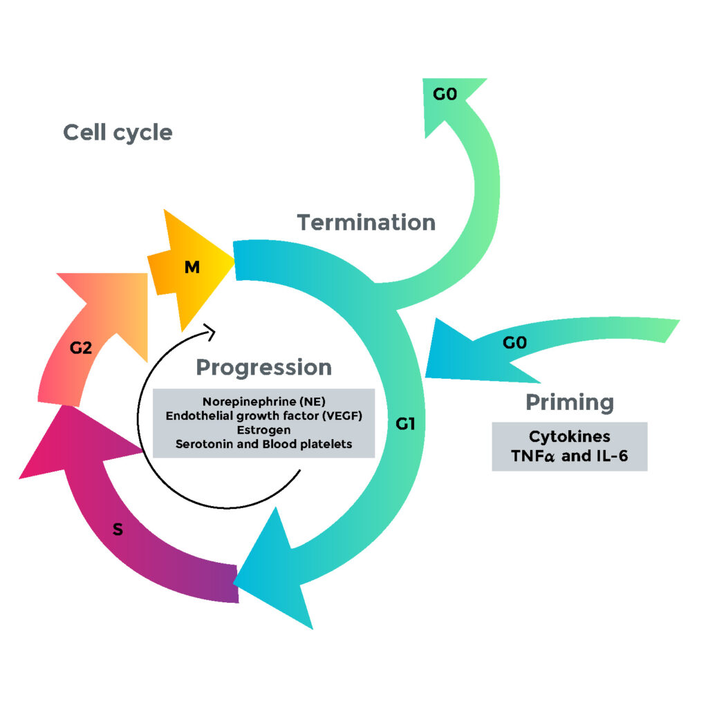 liver-regeneration-mgi-wellness