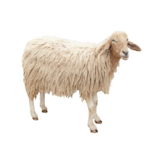 Sheeps wool extract