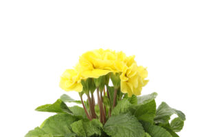 yellow primrose isolated white close up