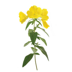 Ingredients MenoLiv Evening Primrose